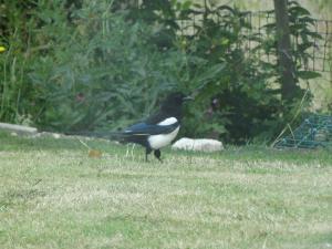 Magpie 2